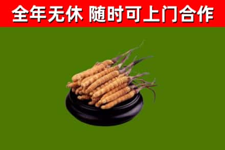 筠连回收冬虫夏草